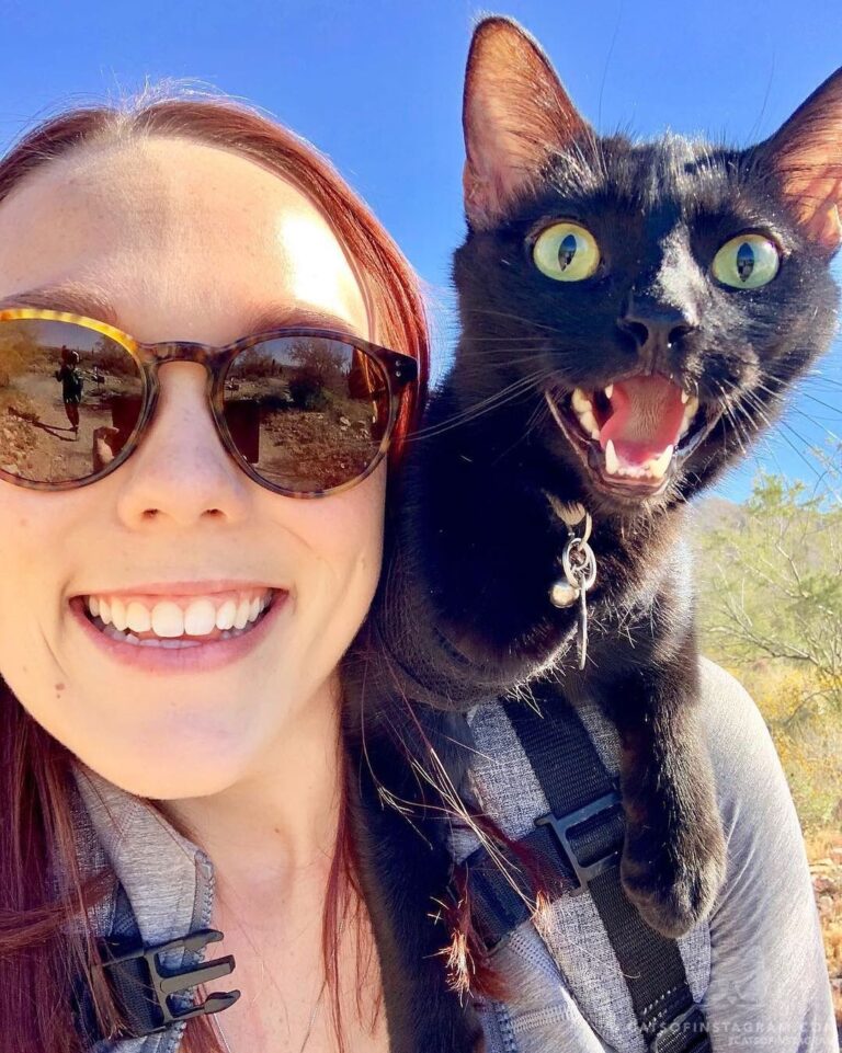 CHEESE