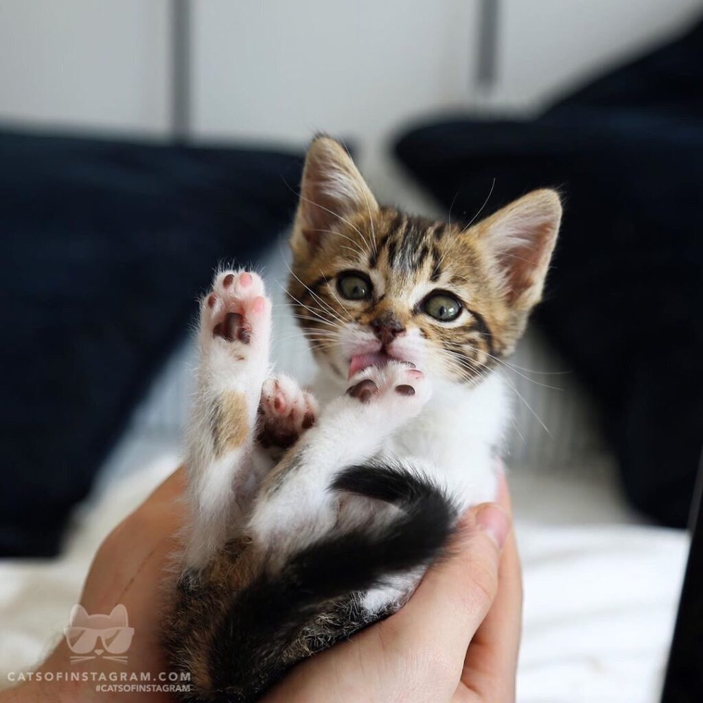 “I like my paws cleaned like thizzz – North is one of t