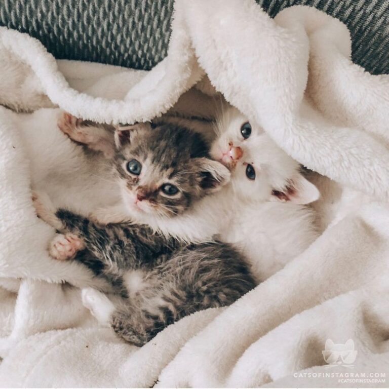 “We would like to introduce ourselves! We are Tormun