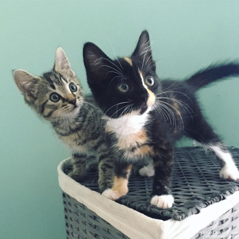 Did someone say food?!