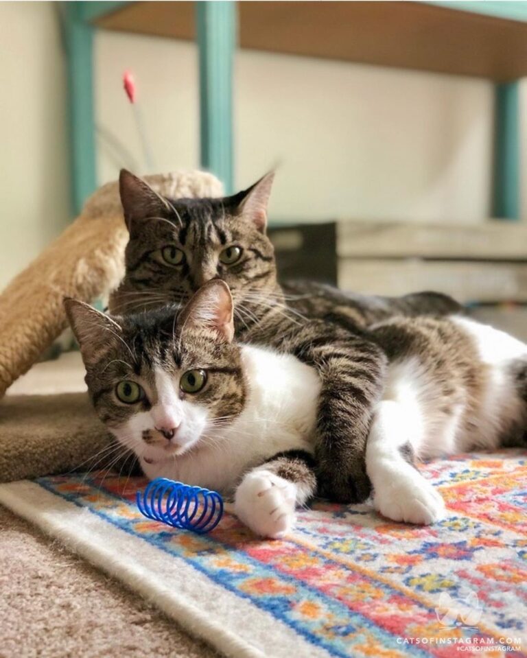 The snuggle is real.