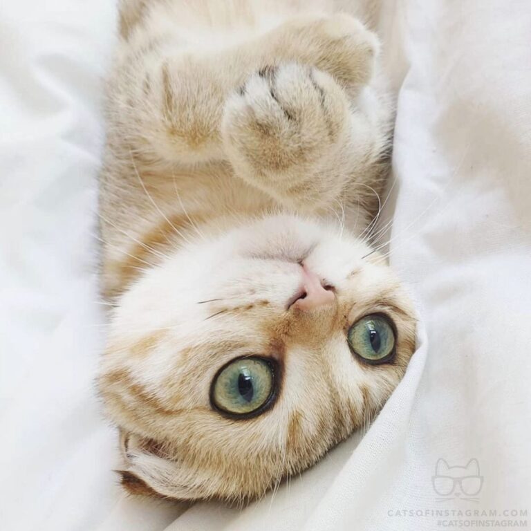 Give me all your love