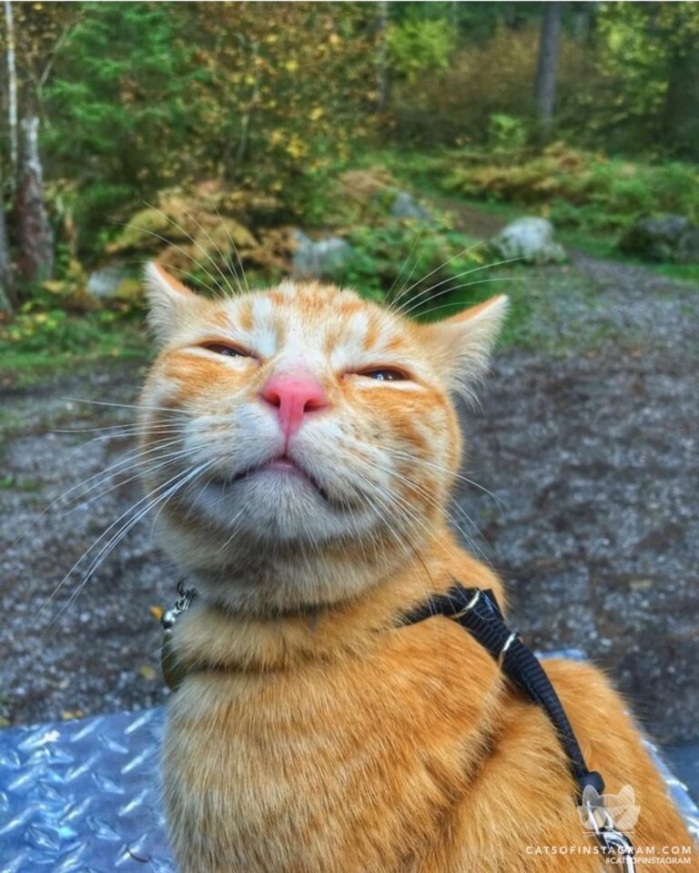 The face of a happy hiking cat
