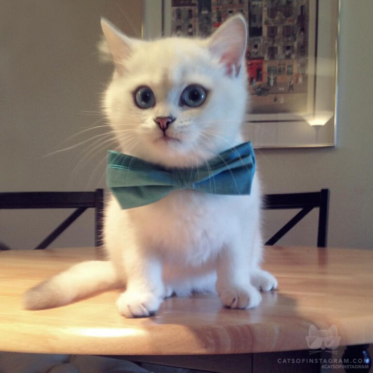“Oh, you told me to sit at the table, not on it? I must have m