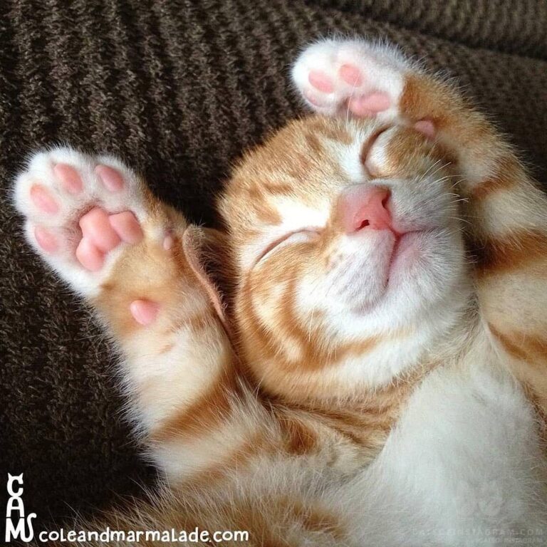 “Paws up if you were super AWWdorable when you were a ki