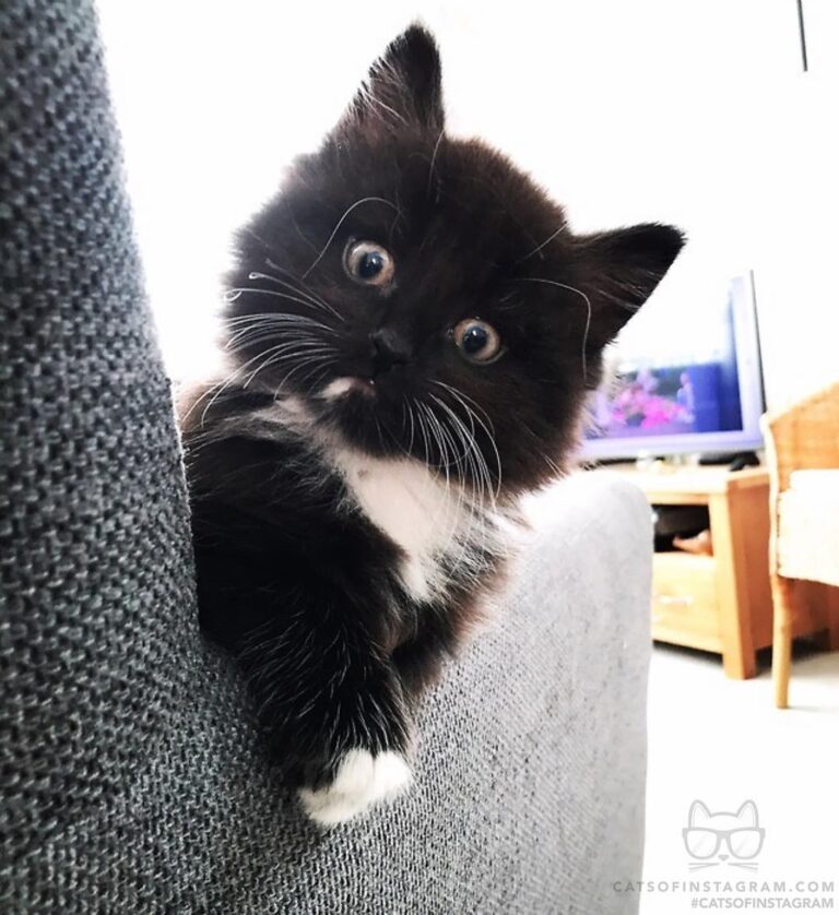 Baby Tuxedo
