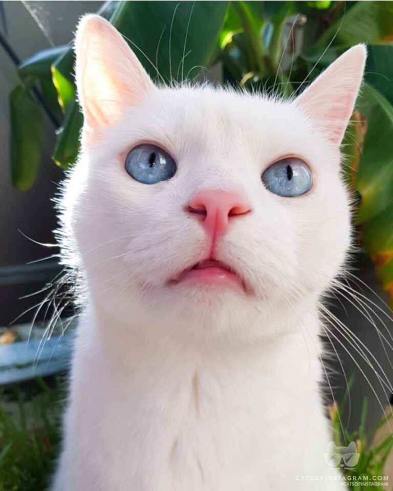 My cutest face