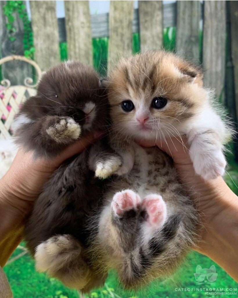 What-ya doing for ?