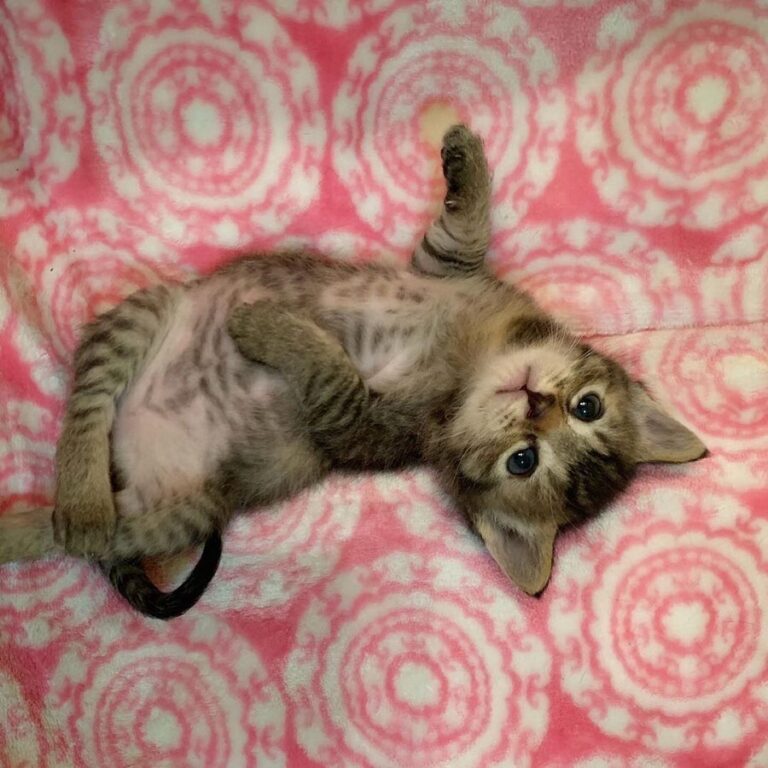 Photo shoot with tiny Zoey.