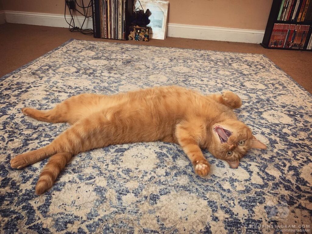 Cute Cat Moment
