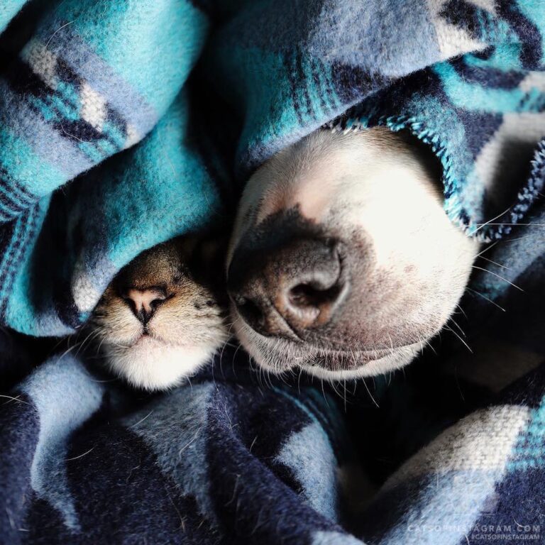“Daily dose of happiness = 1 kitty boop + 1 doggo bo