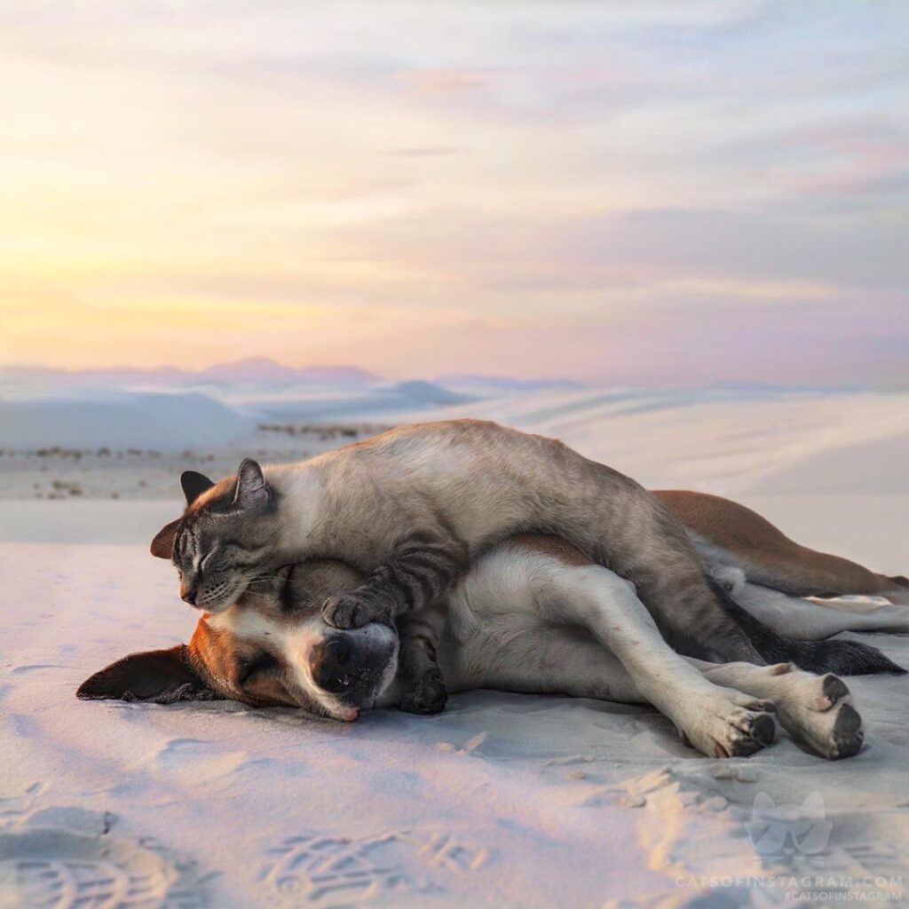 The warmest, most coziest pillow