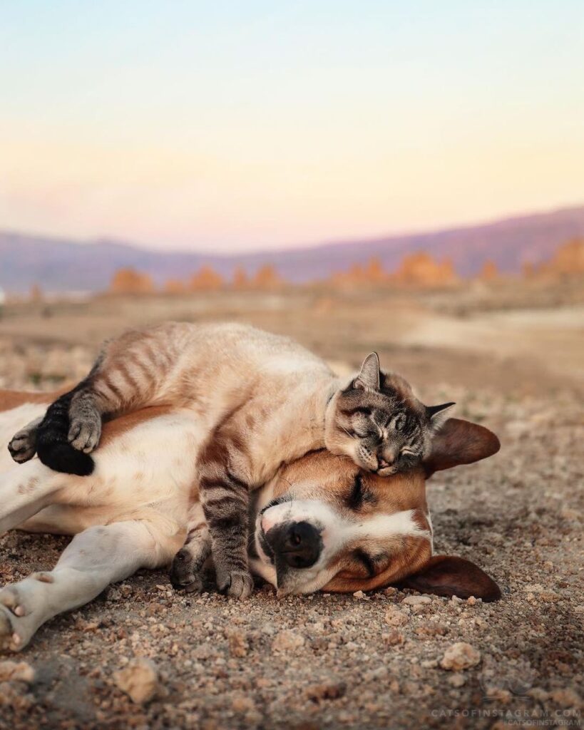 Cuddle puddle