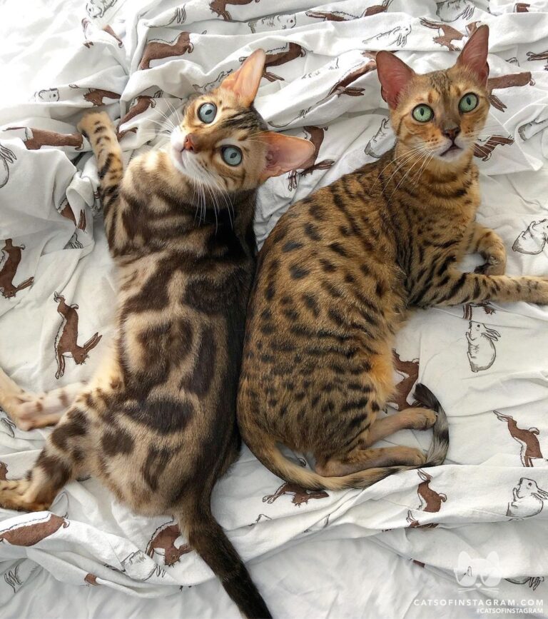 Herman & Weasel