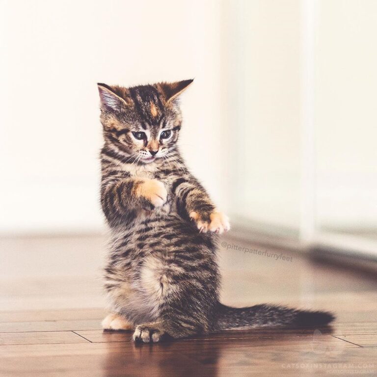 “’Cause this is thriller! (See more of Emma on @pitterpatter