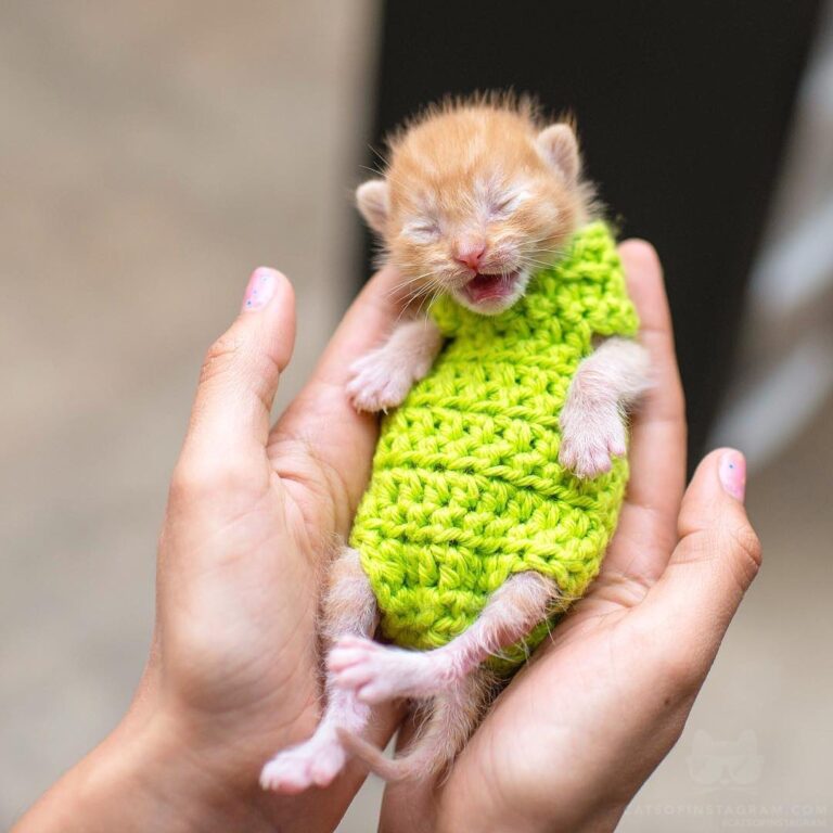 “This is Twig. He was found in a tree. Now he is spoiled