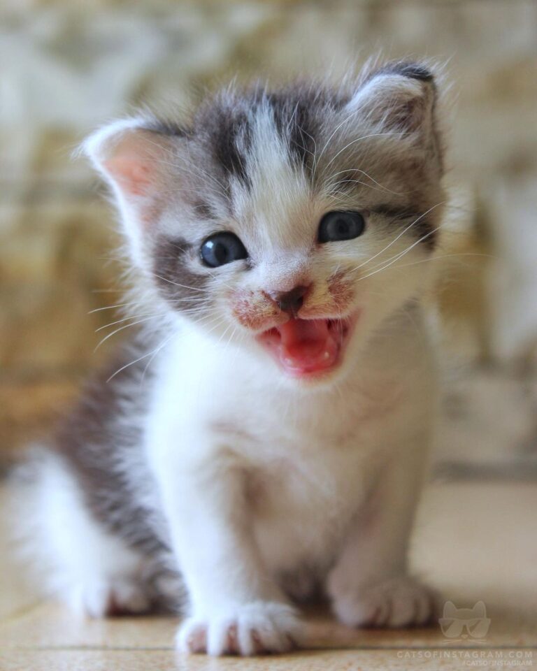 Say meow to piko!