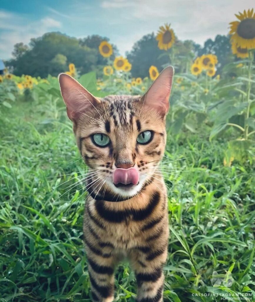 Caught in the act