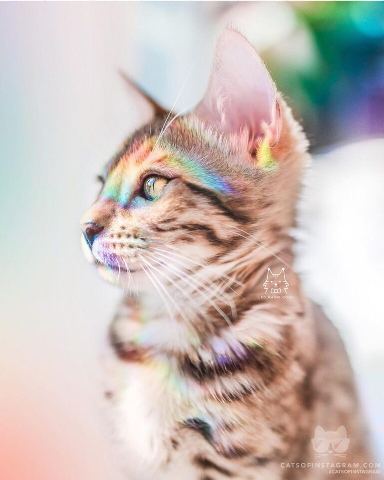 Cute Cat Moment