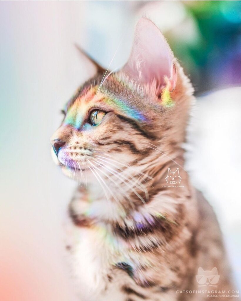 Cute Cat Moment