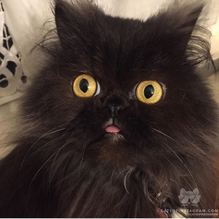 Derp mode activated
