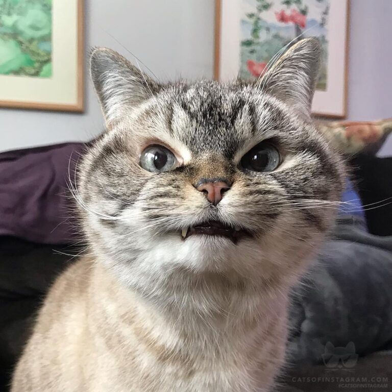 Cute Cat Moment