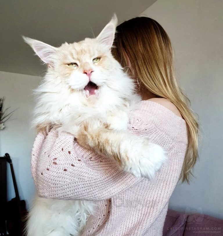 Roooaaarrr