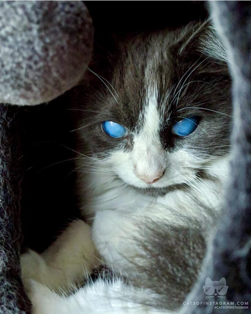 White Walker kitty!