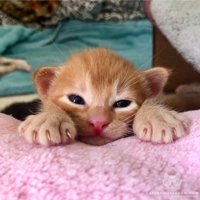 “Oh, I just can’t WAIT to be King.” Tormund, 3 weeks old.” #