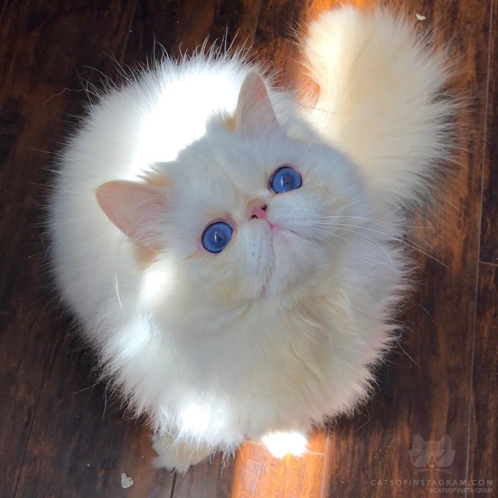 GUCCi Our Designer cat !