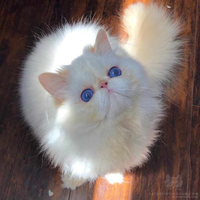 GUCCi Our Designer cat !