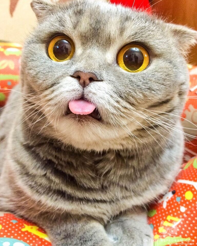 “Hi, my name is Melissa. May I have some treats, please?