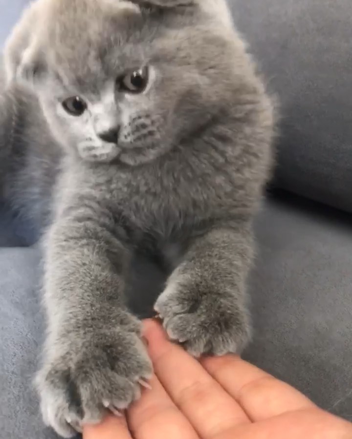 My little lion