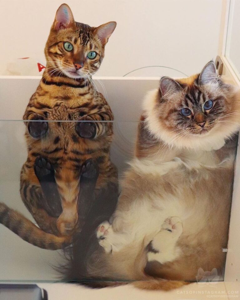 “Comment “cat” in your language and where you come from .