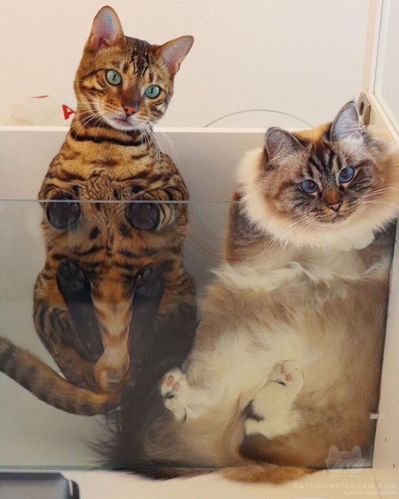 “Comment “cat” in your language and where you come from .