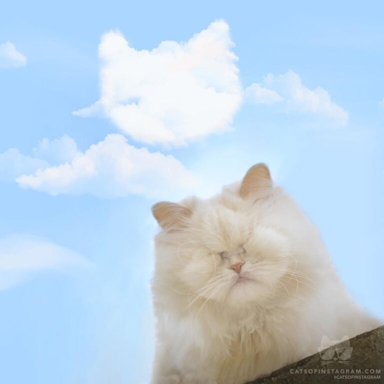 “ Oh me oh my…. There’s Moet cat-clouds in the sky… ” #