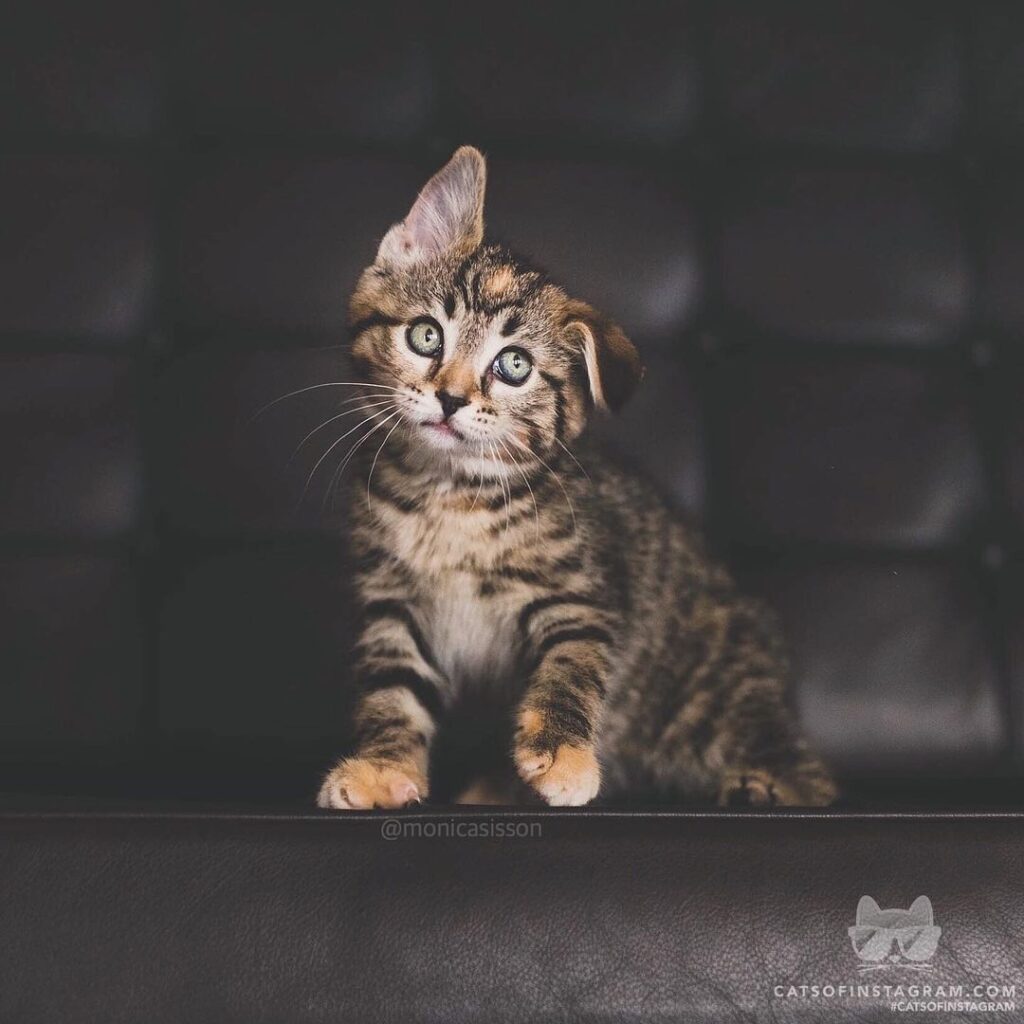 “When your ears don’t know which way is up and which way is