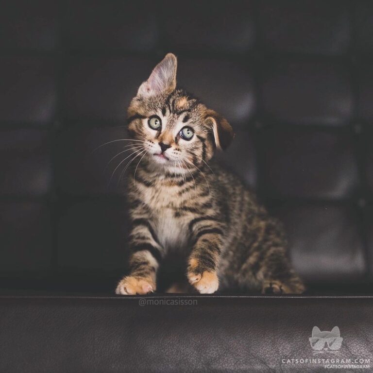 “When your ears don’t know which way is up and which way is