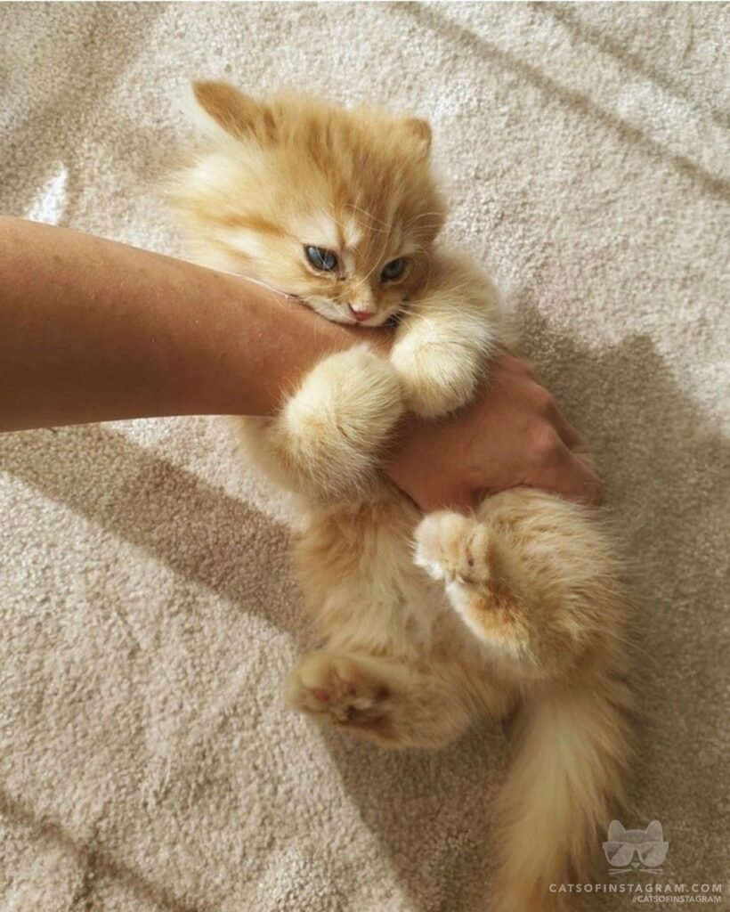 Hey, you marvelous fluffs, what have you been up to?’