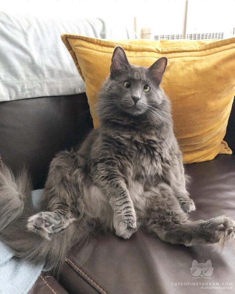 Well hello ladies