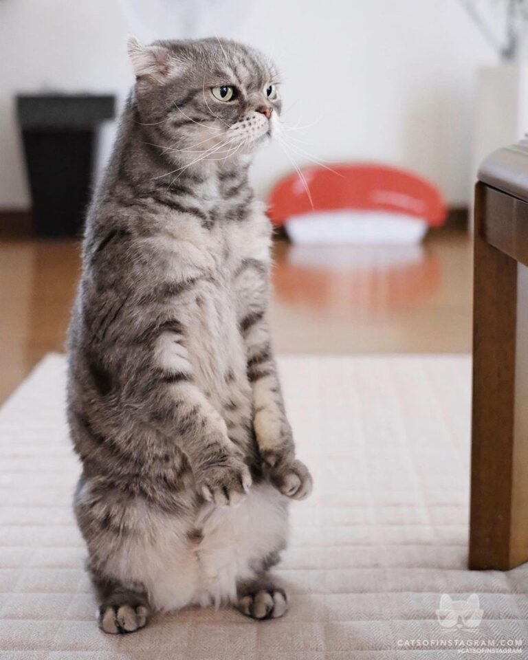 COCO often stands like a human