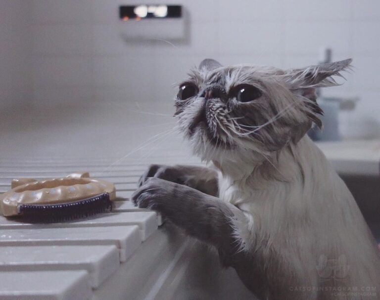 Bath time He looks like a Yoda or Gizmo