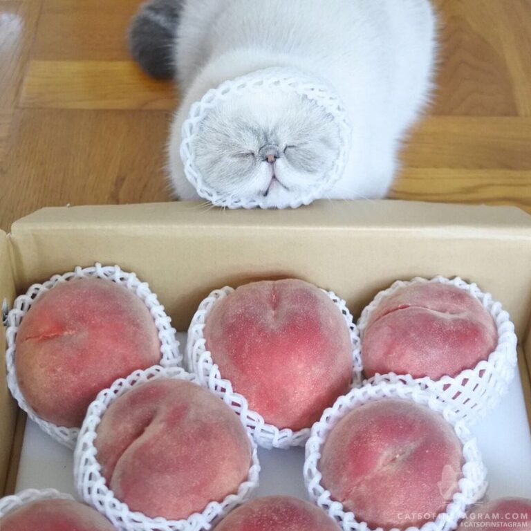 Which peach looks delicious?
