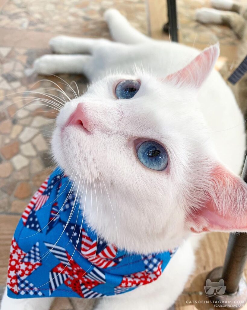 Fitzgerald is ready for the 4th of July
