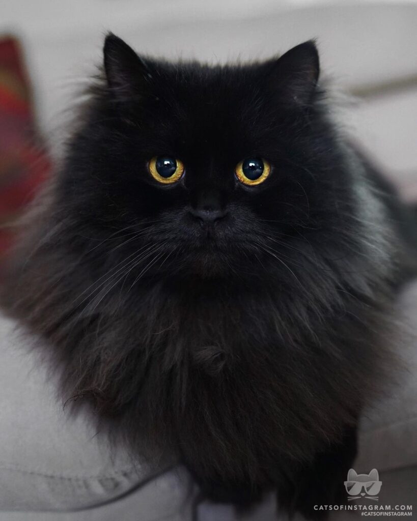 How could you say no to this face?