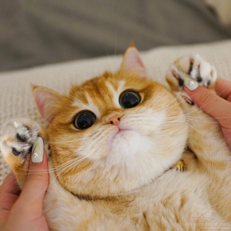 “Throw your paws in the air and wave them up like you just don