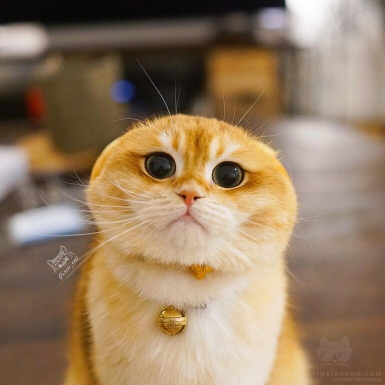 When you have no clue where your ears have gone