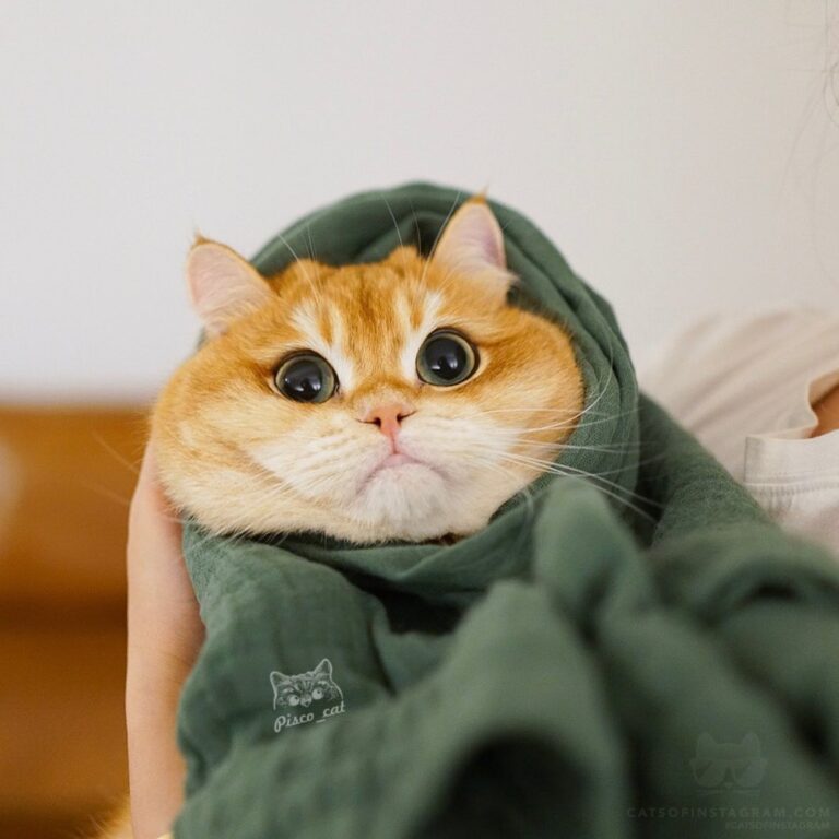Who doesn’t like a cat burrito