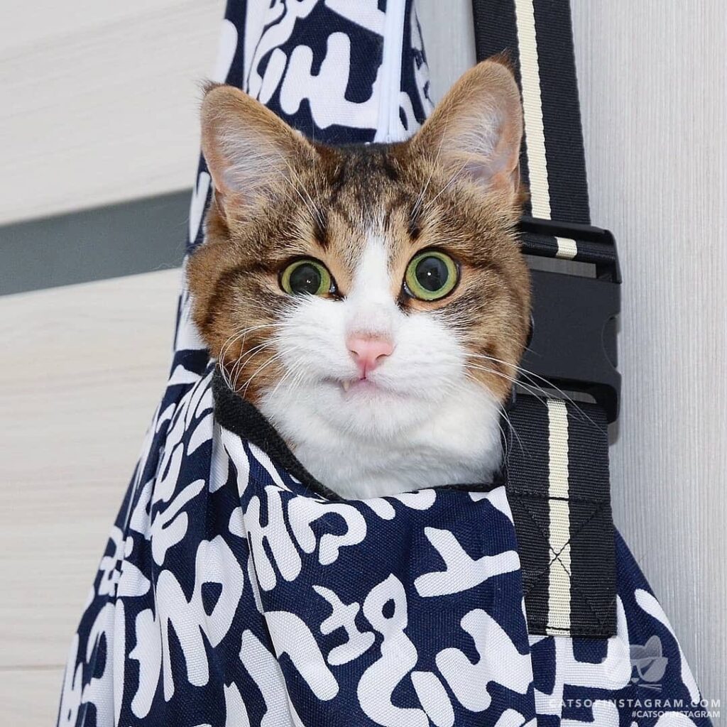 Don’t let the cat out of the bag. If you know what I mean