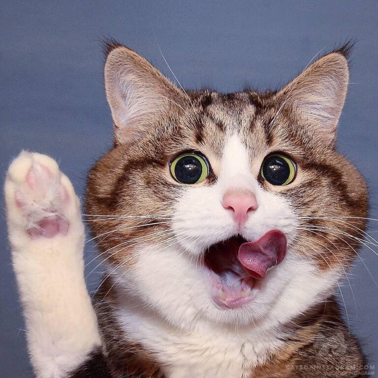 Raise your paw if you knead a refill!